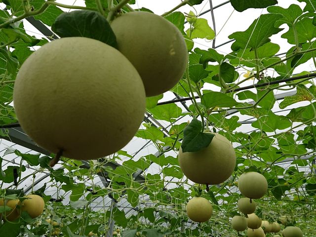 �������������ς��̉���_�܌j�r�ӂ�`��