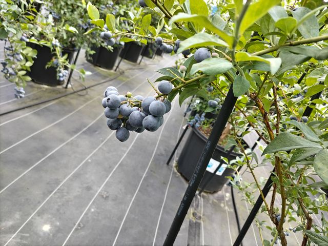 ��������Ȃ��Ă܂�!_AWA Blueberry�t�@�[��