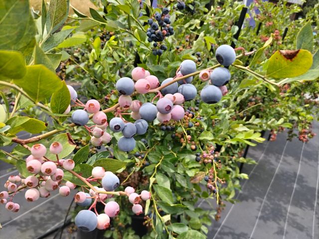 �u���[�x���[���Ă���Ȋ����Ȃ�ł��ˁB_AWA Blueberry�t�@�[��