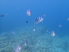 ̂̐̓A@Dive@ւ̓eʐ^2