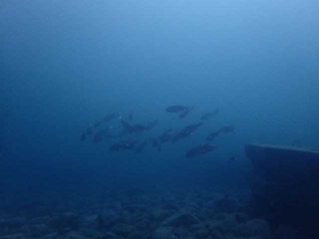 �C�ł�_�k�C���_�C�r���O�V���b�v Poseidon