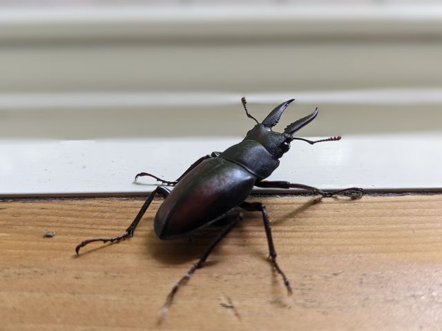 �N���K�^�����܂���_�W���C�����C�h�p�[�N