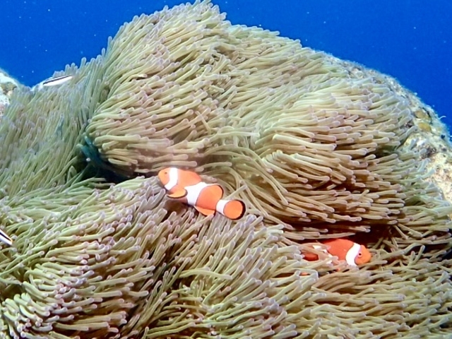 �_�R���r�����X_Oceans Treasure�i�I�[�V�����Y�g���W���[�j