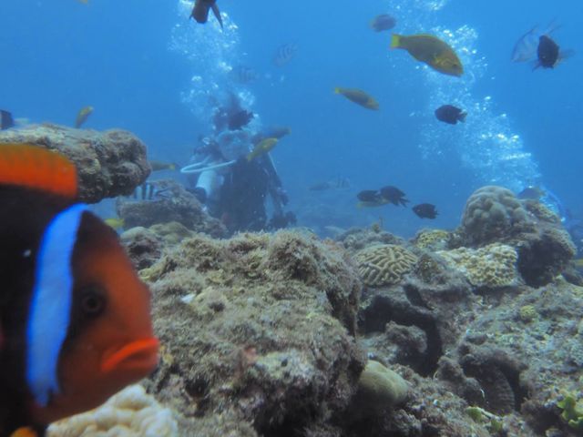 �J���t���ȋ������[���ς�_�_�C�r���O���J�k�[�X�蒃��