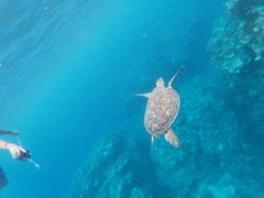 }~̃RY~bNA[Xւ̓eʐ^1