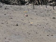 ܁[񂳂̃u[tB[hւ̓eʐ^1