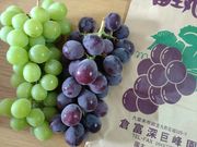 yokȏqx[􉀂̓eʐ^1