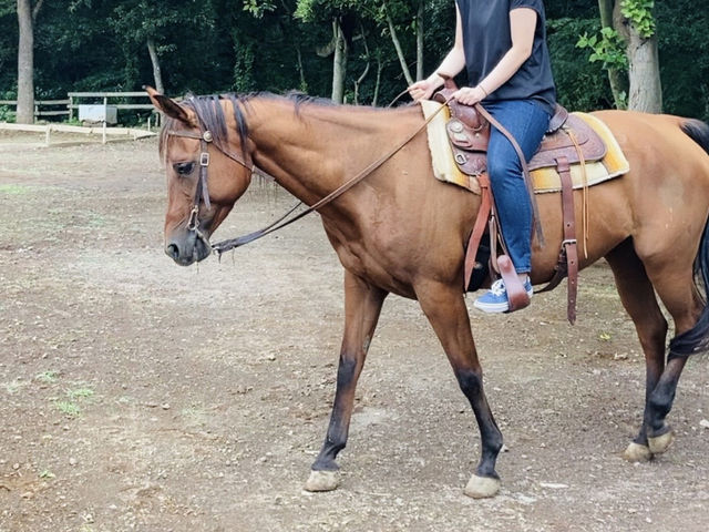 ���C�����Ǝ��R�ɕ����܂���_HORSE BASE