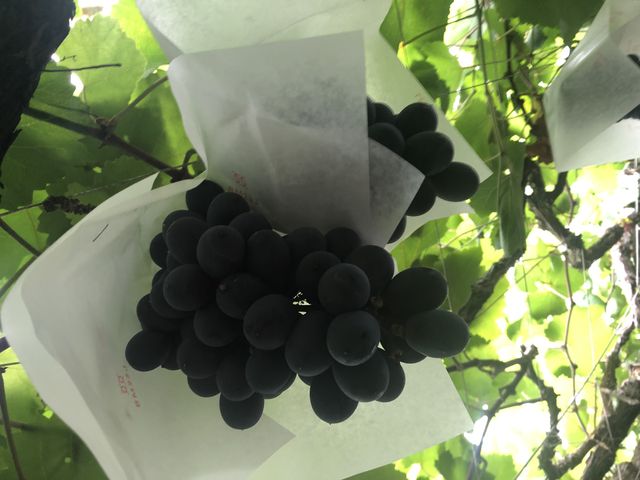 ���������Ԃǂ�_�܂邩��_��(�����s�ό��Ԃǂ��Z���^�[�����x��)