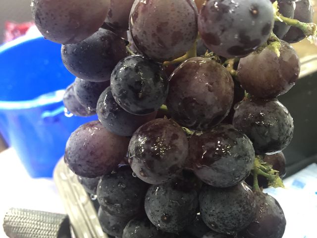 ���������Ԃǂ�_�܂邩��_��(�����s�ό��Ԃǂ��Z���^�[�����x��)