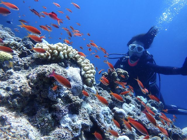 �C���ł̎ʐ^����������B���Ă���܂����I_�����C�g�Ί_���_�C�r���O�V���b�v