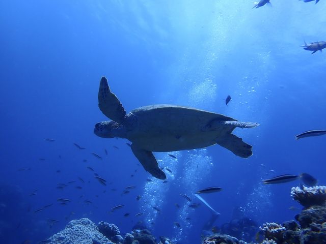 �E�~�K���ɉ�Ċ����[�I_�����C�g�Ί_���_�C�r���O�V���b�v