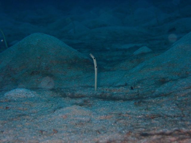 ��R�̃`���A�i�S�I�쐶�̂͌������Ƃ��Ȃ���������r�b�N���I_�����C�g�Ί_���_�C�r���O�V���b�v