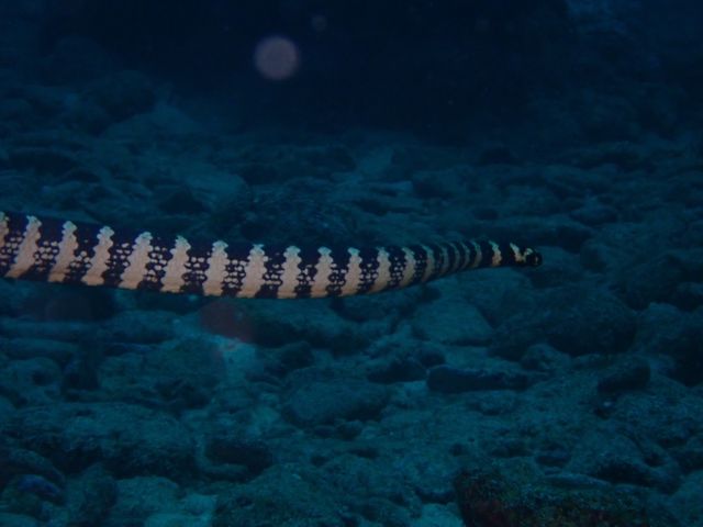 �E�~�w�r�H�H�т����肵���I_�����C�g�Ί_���_�C�r���O�V���b�v