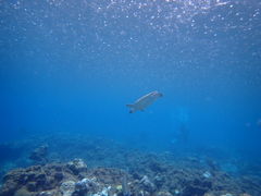 �܂�����̉��v�����R�ē��ւ̓��e�ʐ^1