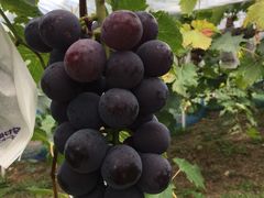 oCN񂳂̐X_ւ̓eʐ^1