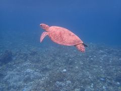 Ί_ ADVENTURE PiPi̎ʐ^1