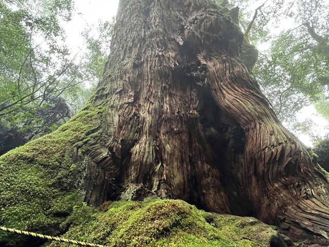 ��a��_GO YAKUSHIMA