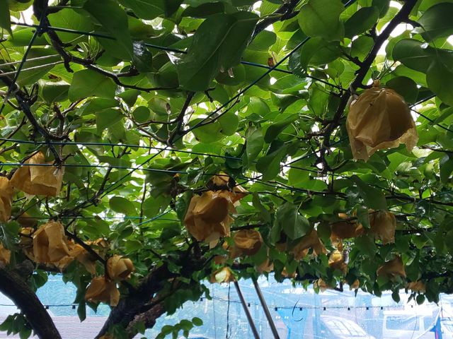 ܂A䕗ŗĂnƂ͔|̂Jf܂B_Xcʎ