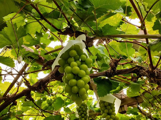 �}�X�J�b�g_���c�_��