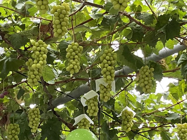 eX̓ɂ}XJbg܂BfGȋԂłB_O[vK[fS_