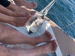 peng�����JAM�}�����N���u�ւ̓��e�ʐ^1