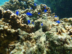 ̐̓A@Dive@ւ̓eʐ^1