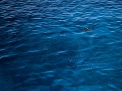 Ȃ邳̌cǊ(P})C攼cA[X@OPGւ̓eʐ^1