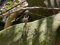 I̐\Jk[cA[̂тՂՂûՂvւ̓eʐ^1