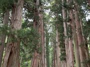 X^[̌ˉB_ЉЁioRj̓eʐ^1