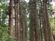 X^[̌ˉB_ЉЁioRj̓eʐ^1