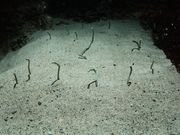 Ђł񂳂̘a̎RRق̓eʐ^1