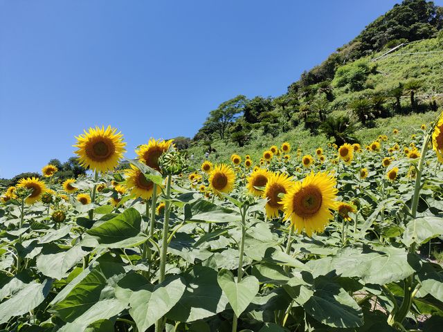 �i�X���̃q�}����_�ό��_�R �]���Ԋ}�R