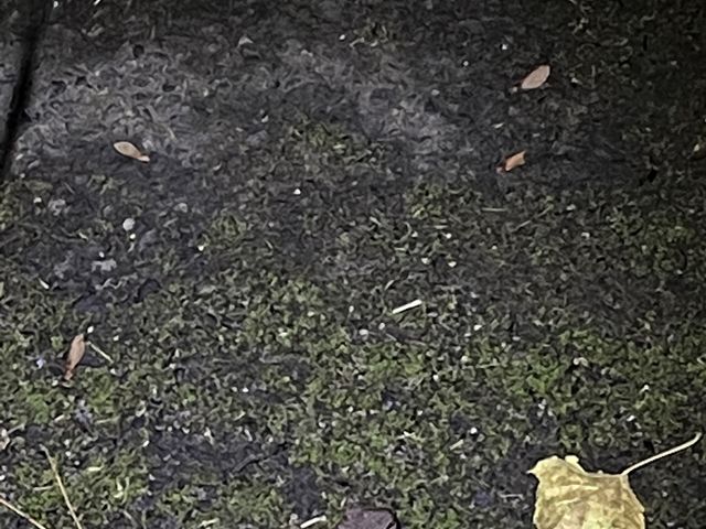 �ݗ���̃n�i�T�L�K�G��_�����I���W�i���T�[�r�X