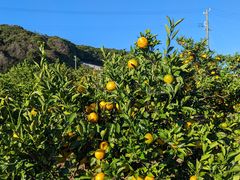 ǂ񂮂Nj`݂̂@Ƃ牀ւ̓eʐ^1