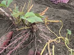 k����̂������_���ւ̓��e�ʐ^1