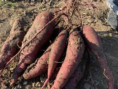 �e�s�A �V�[�h�̎ʐ^1