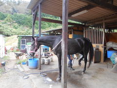 gV[̖Rz[XK[fւ̓eʐ^1