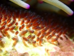 ܂邳̃ANAJ[Yւ̓eʐ^1