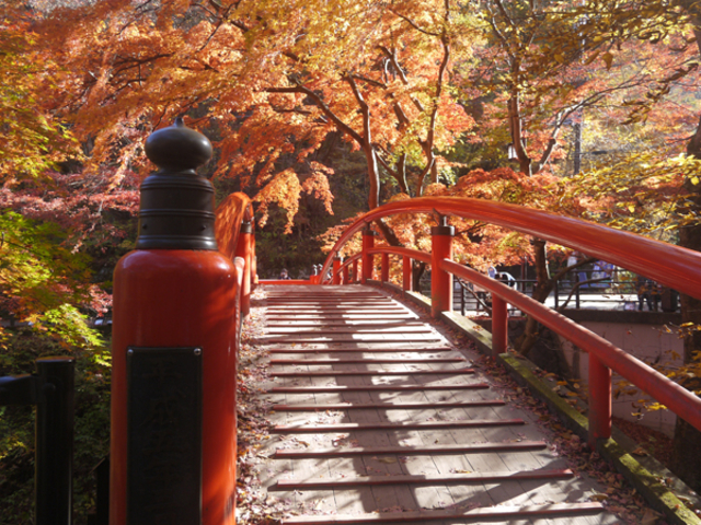 �N�₩�Ȏ�F�̑��ۋ��ƐԂ����߂�ꂽ���~�W��J�G�f�Ȃǂ̖؁X���������̂悤�ɁE�E�E�B_�͎���