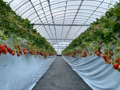 T}}̔_K[f Rr_ւ̓eʐ^1