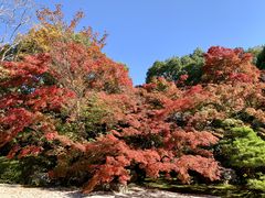 niniさんの南禅寺の紅葉への投稿写真1