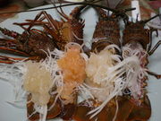 editorcom̖h䂫⑑̓eʐ^1