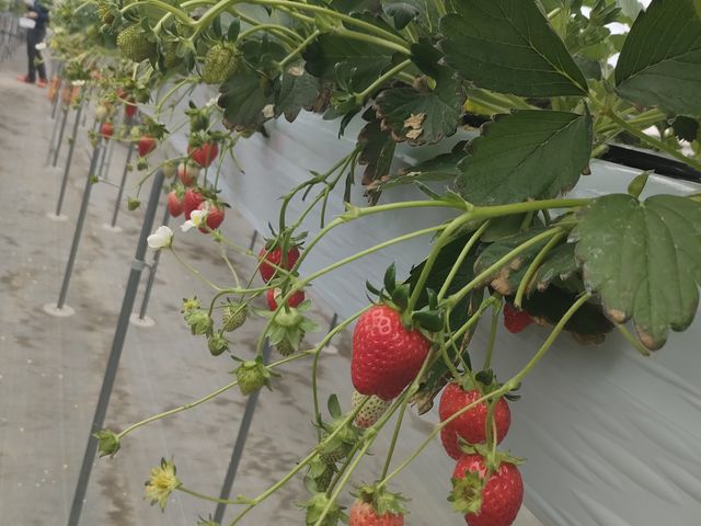 ���ꂢ�ɐF�Â����������A�Ƃ��Ă��������������ł��B_�c���ό��_��