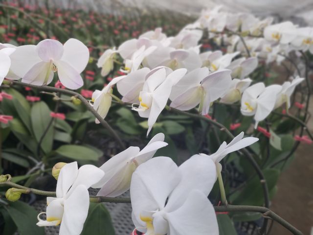 ��t���̌Ӓ���_�c���ό��_��