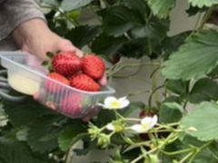 Eitoku Farm  y舤`Ƃȁ`zւ̓eʐ^1