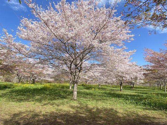 2022,4,3�Y��ȍ�_�������� ��������̗�