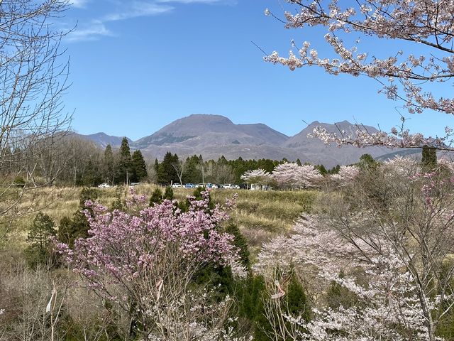 2022,4,3�@�D�V�C�̋v�Z�A�R���Y��ȍ�_�������� ��������̗�