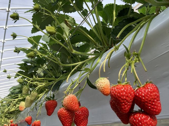 Ԃđ傫C`SȂĂ܂_Ȃt@[