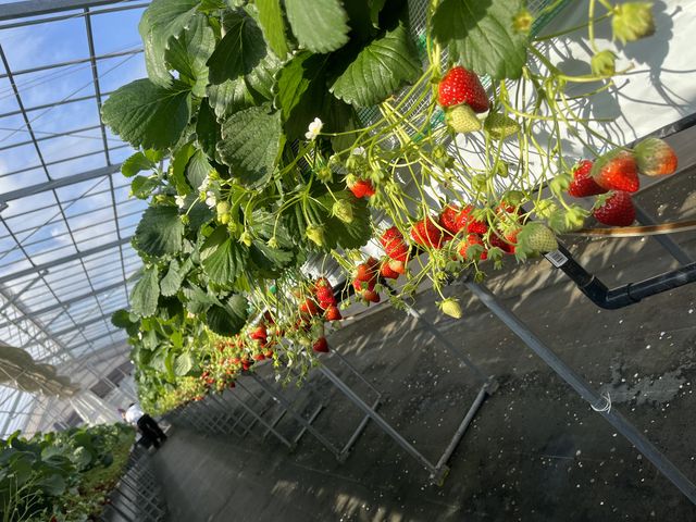 �^���Ԃł݂��݂���������������R�I_������i�x��䕉�